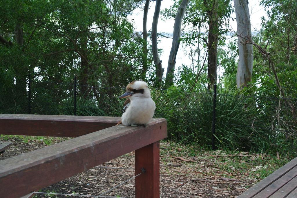 Huskisson Beach Motel Экстерьер фото